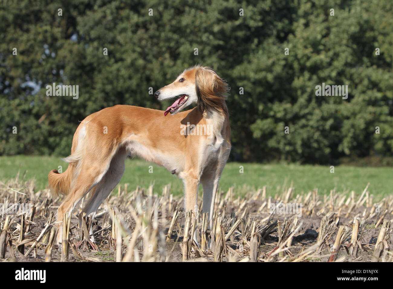 Cane Saluki / Levriero Persiano adulto profilo standard Foto Stock