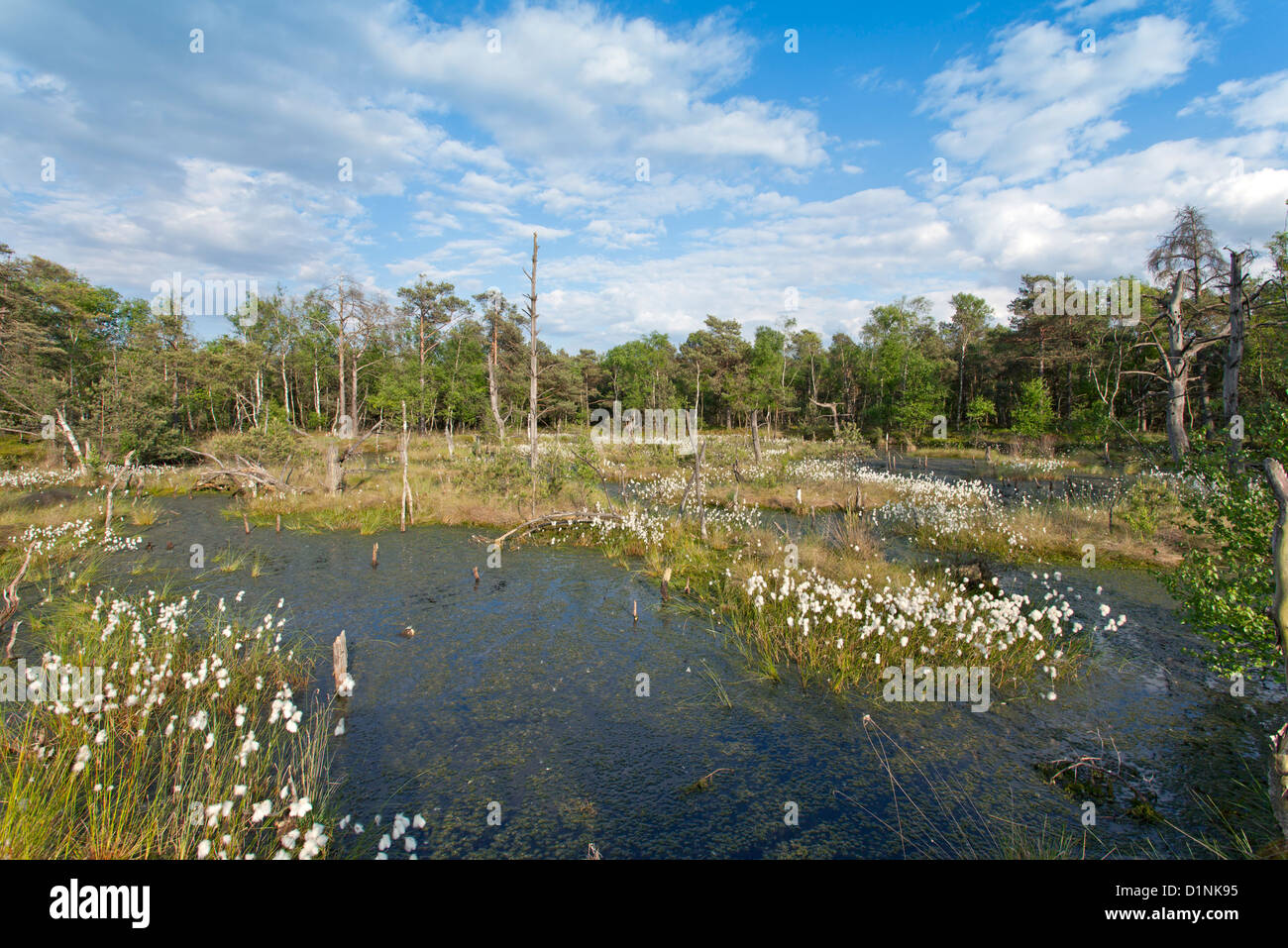 Blooming comune erba di cotone / Eriophorum angustifolium Foto Stock