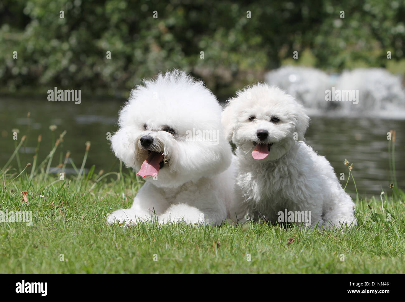 Cane Bichon Frise adulto e cucciolo sdraiati sull'erba Foto Stock