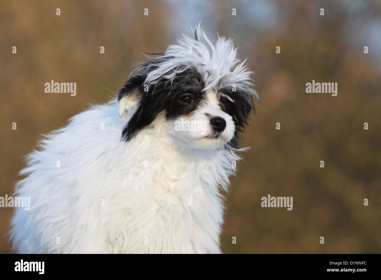 Cane crestato cinese cane cucciolo longhair ritratto Foto Stock