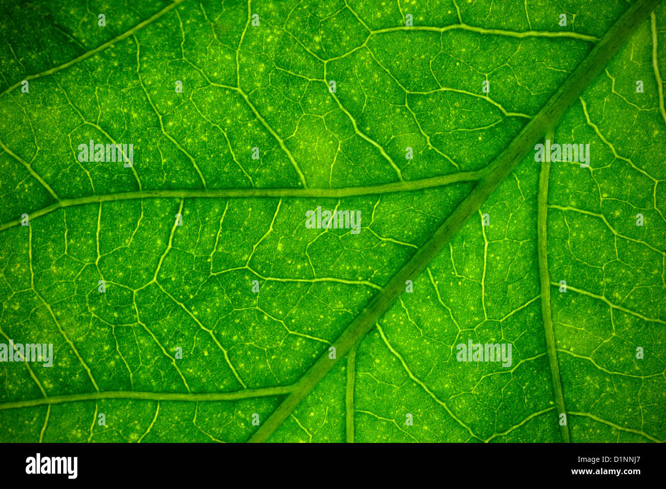 Foglia verde dettaglio Foto Stock
