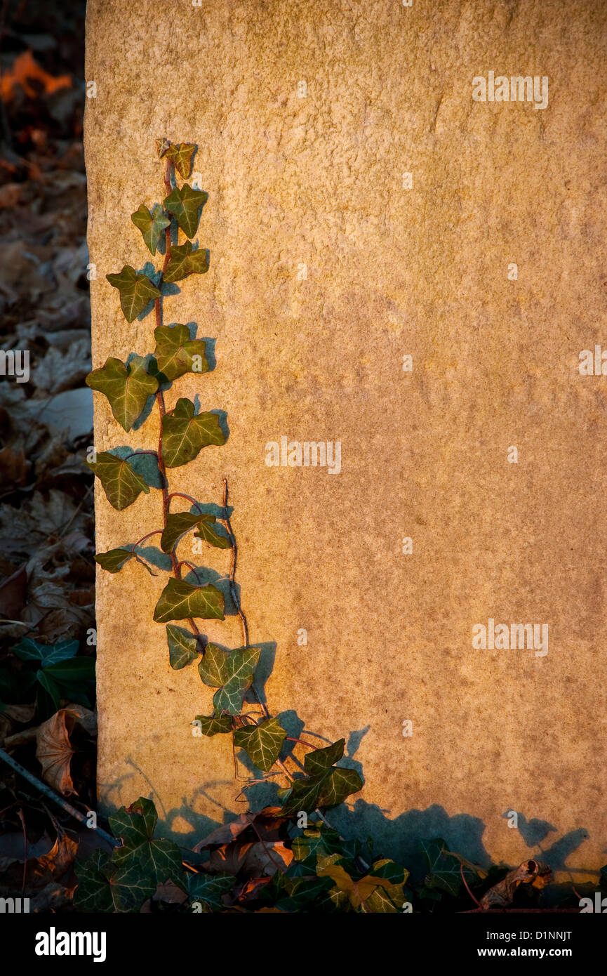 Ivy Viticoltura sulla lapide cimitero marcatore grave Foto Stock