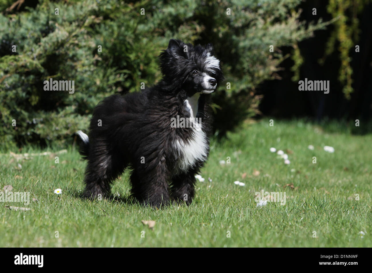 Cane crestato cinese cane cucciolo longhair in piedi Foto Stock