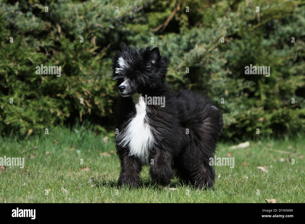 Cane crestato cinese cane cucciolo longhair in piedi Foto Stock