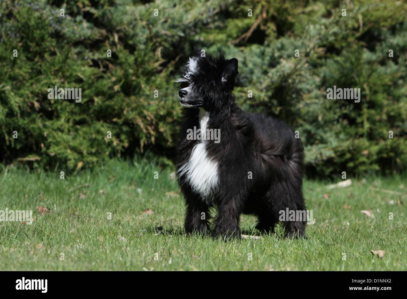 Cane crestato cinese cane cucciolo longhair in piedi Foto Stock
