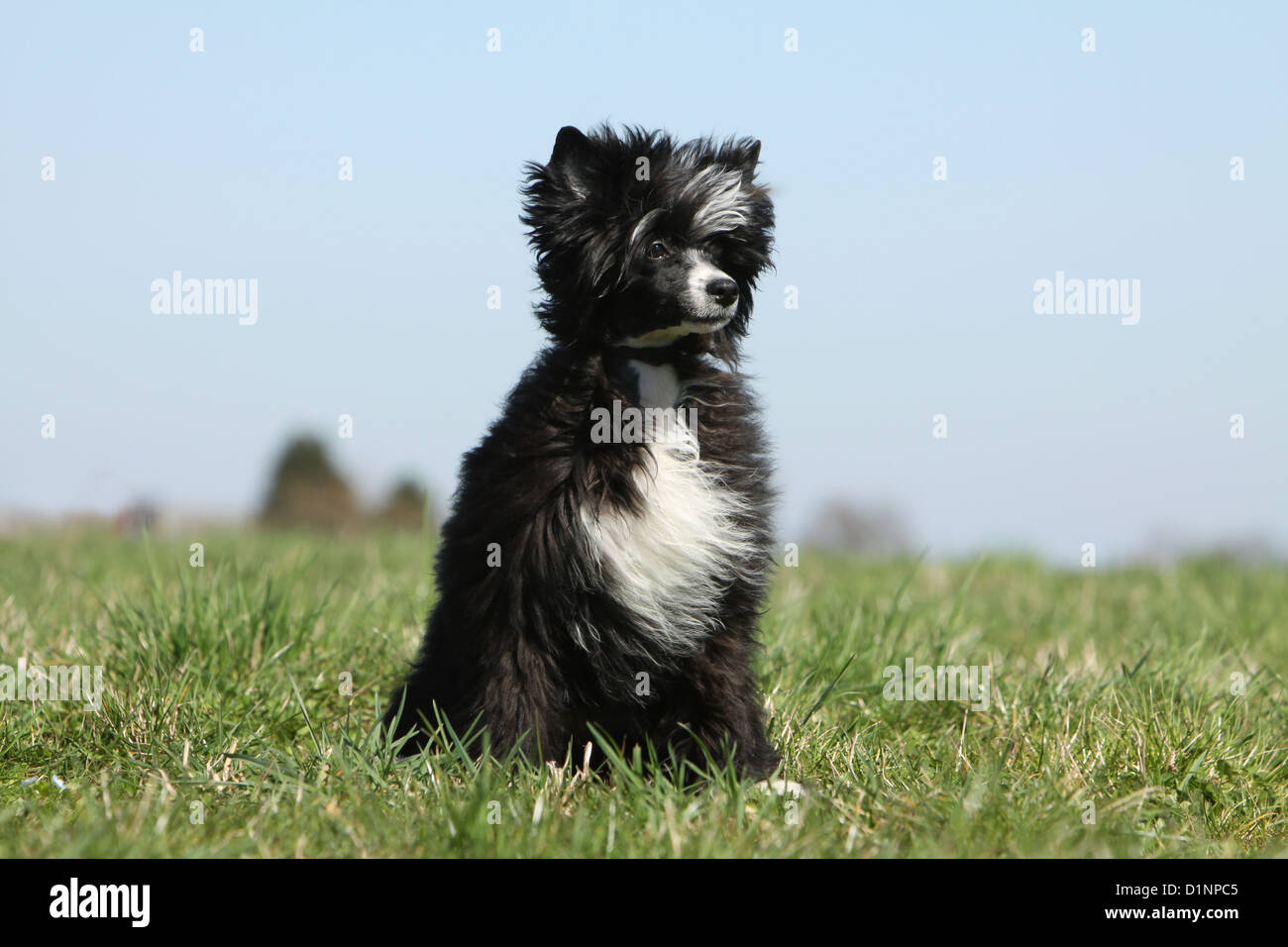 Cane crestato cinese cane cucciolo longhair seduta Foto Stock