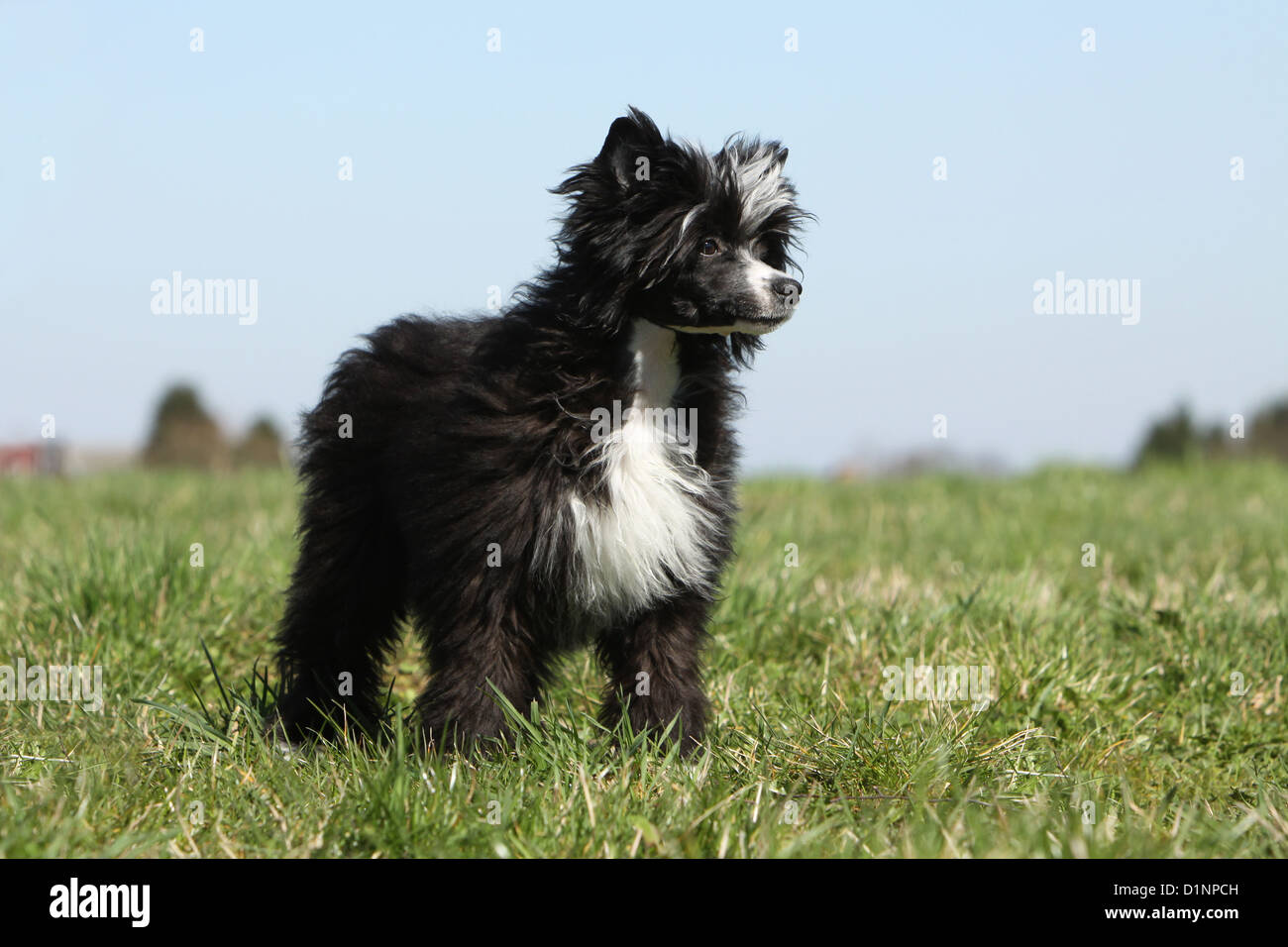 Cane crestato cinese cane cucciolo longhair in piedi Foto Stock