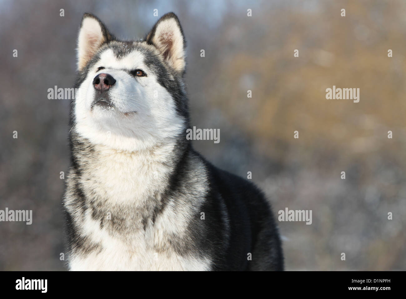 Cane Alaskan Malamute adulto ritratto Foto Stock