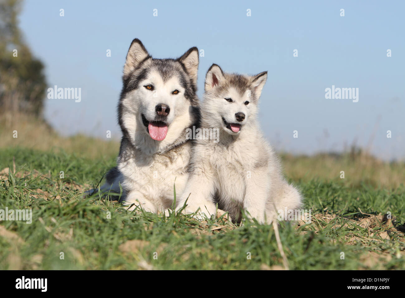 Cane Alaskan Malamute adulto e puppy in un campo Foto Stock
