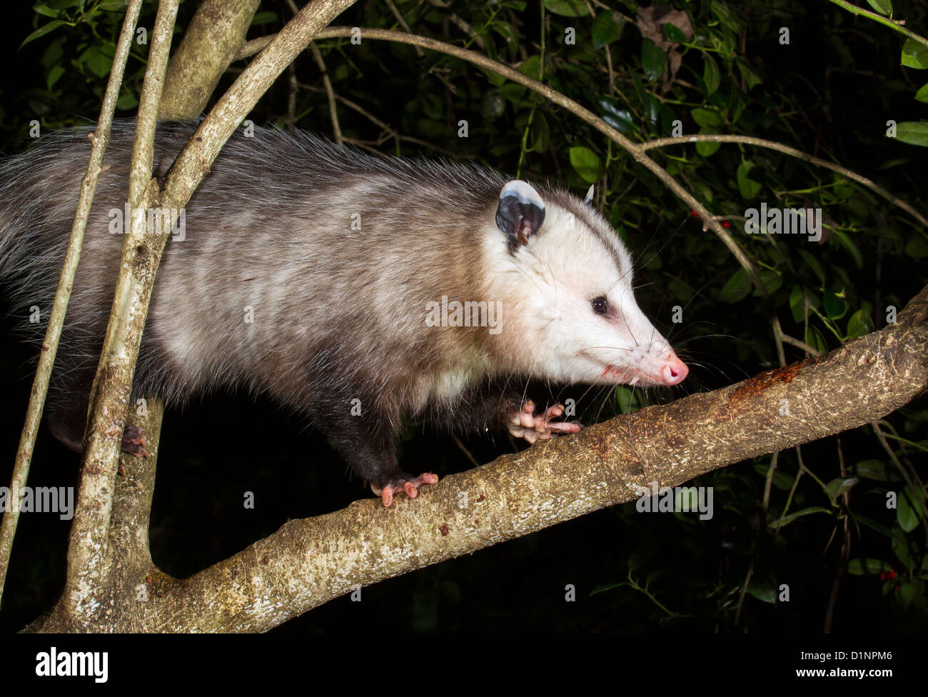 Virginia opossum (Didelphis virginiana) sale su un albero di notte. Foto Stock