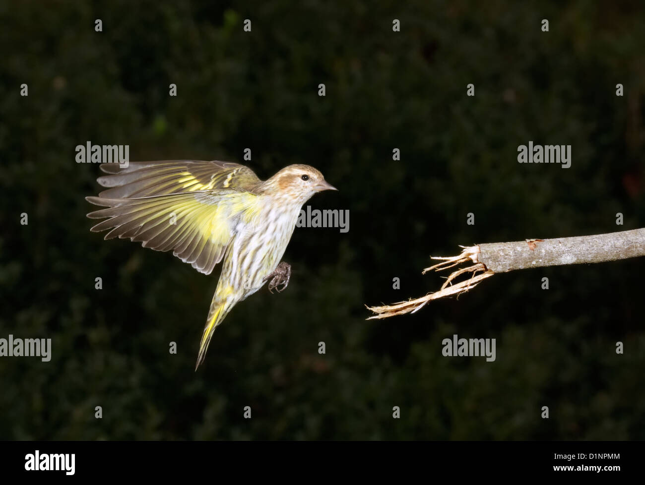 Pino (lucherino Carduelis pinus) lo sbarco su un ramo di albero. Foto Stock