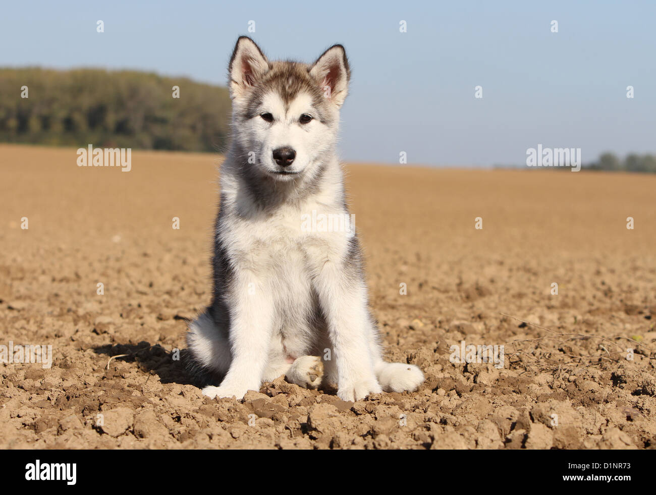 Cane Alaskan Malamute cucciolo seduto in un campo Foto Stock