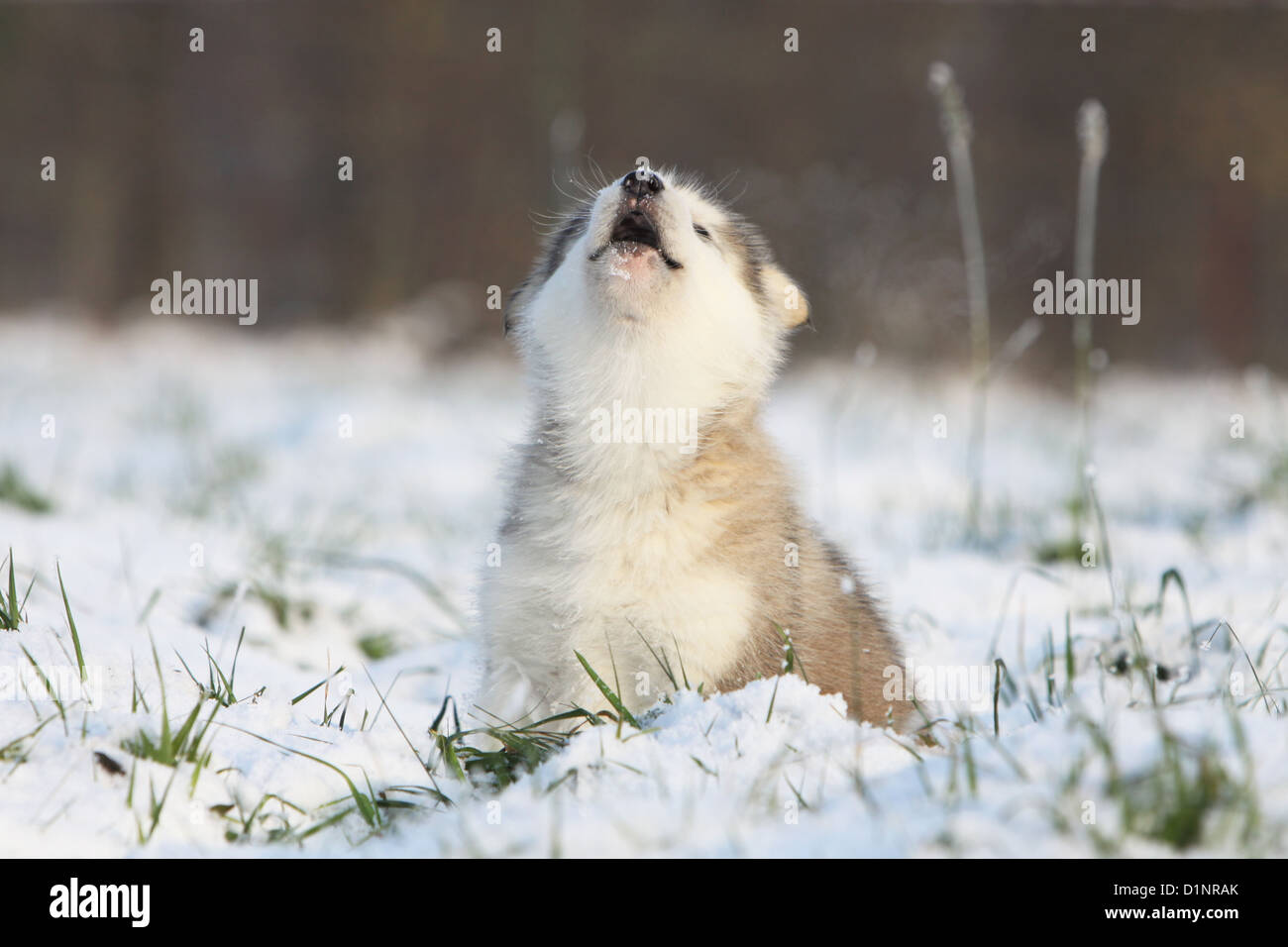 Cane Alaskan Malamute cucciolo seduta howl Foto Stock