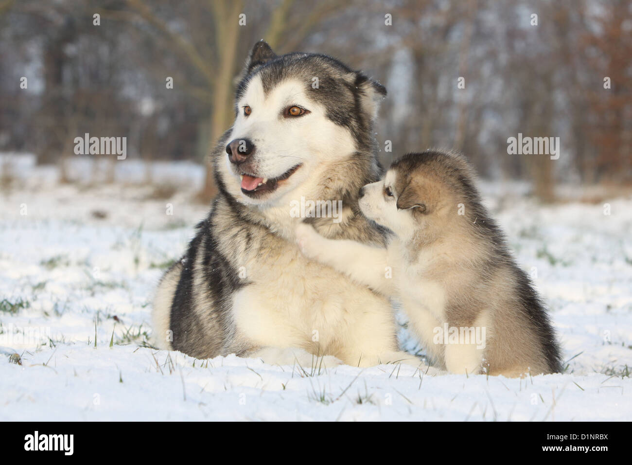 Cane Alaskan Malamute adulto e cucciolo nella neve Foto Stock