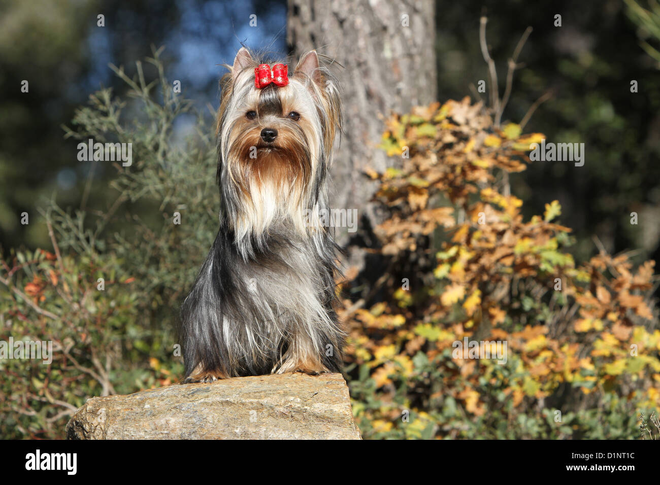 Cane Yorkshire Terrier adulto seduto su un legno Foto Stock