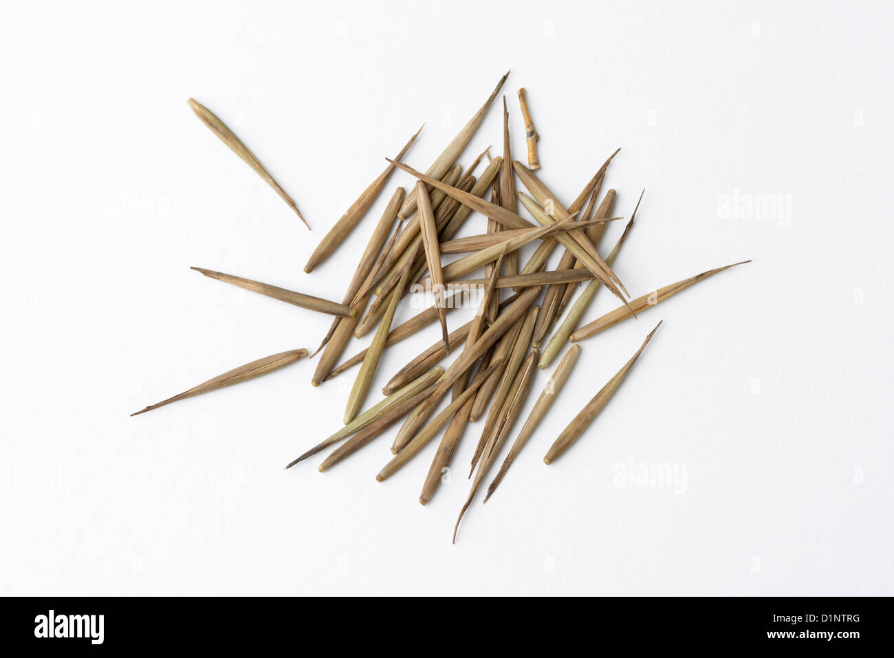 Moso bamboo immagini e fotografie stock ad alta risoluzione - Alamy