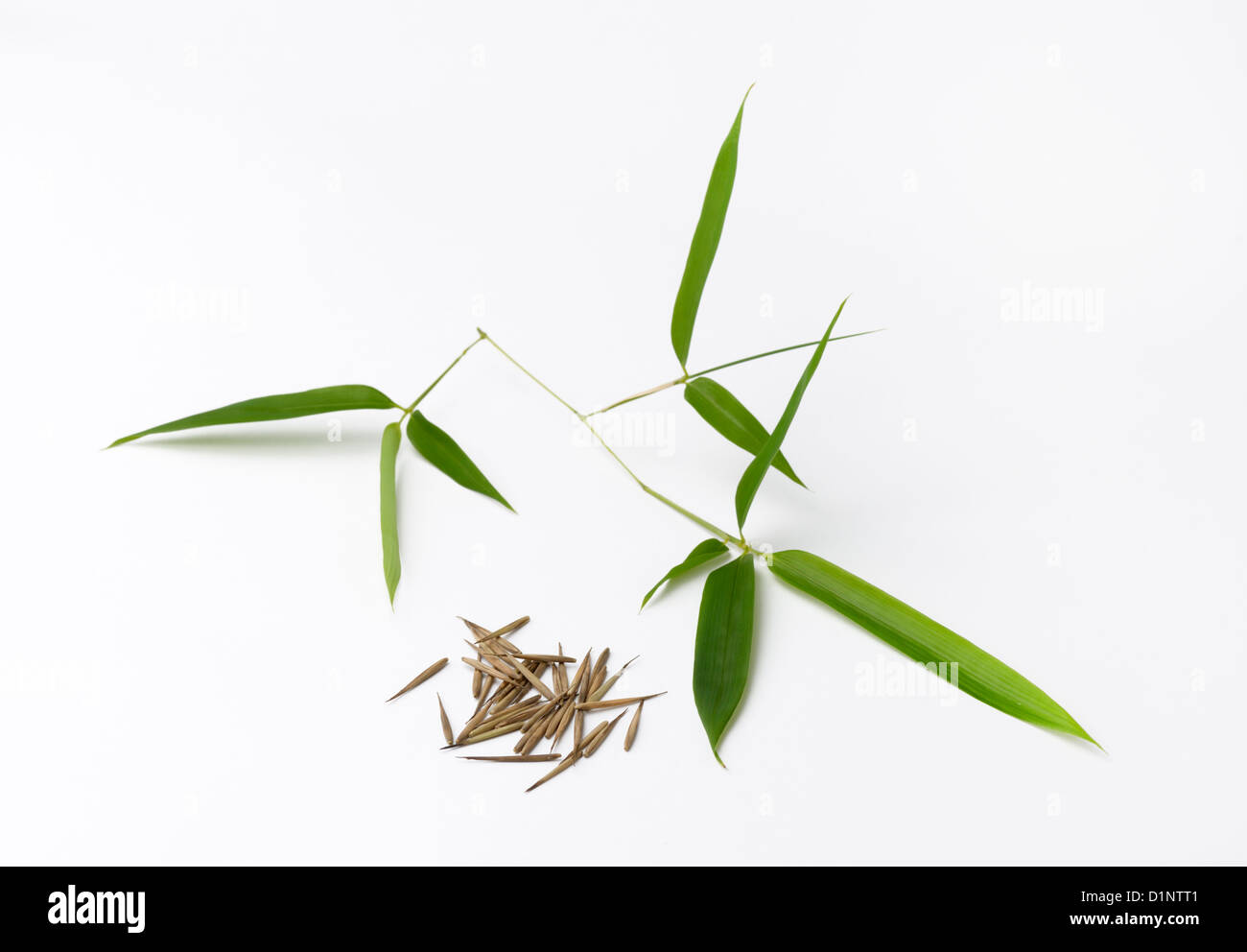 Semi di bambù e foglie. La specie è di Moso, Phyllostachys pubescens Foto Stock