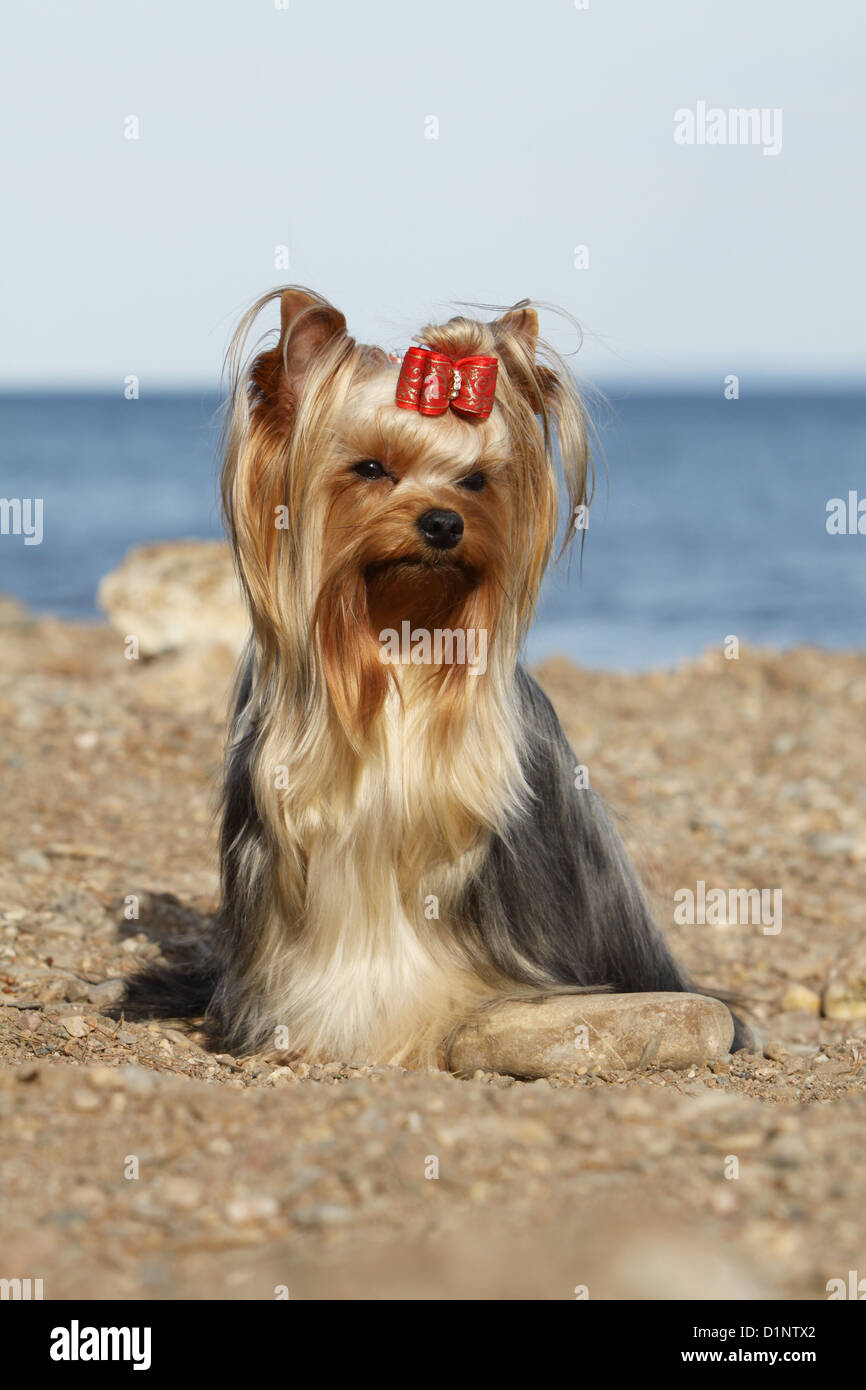 Cane Yorkshire Terrier Foto Stock