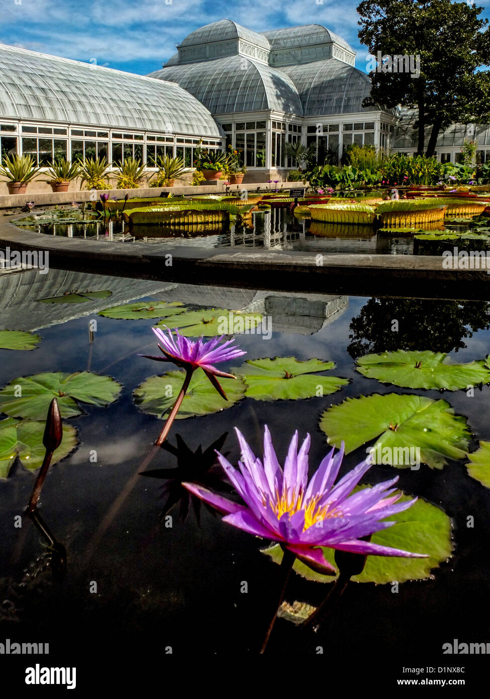 Un tropicale acqua giglio Nymphaea Islamorada fiorisce in Haupt Conservatory stagno sul New York Giardini Botanici. Foto Stock