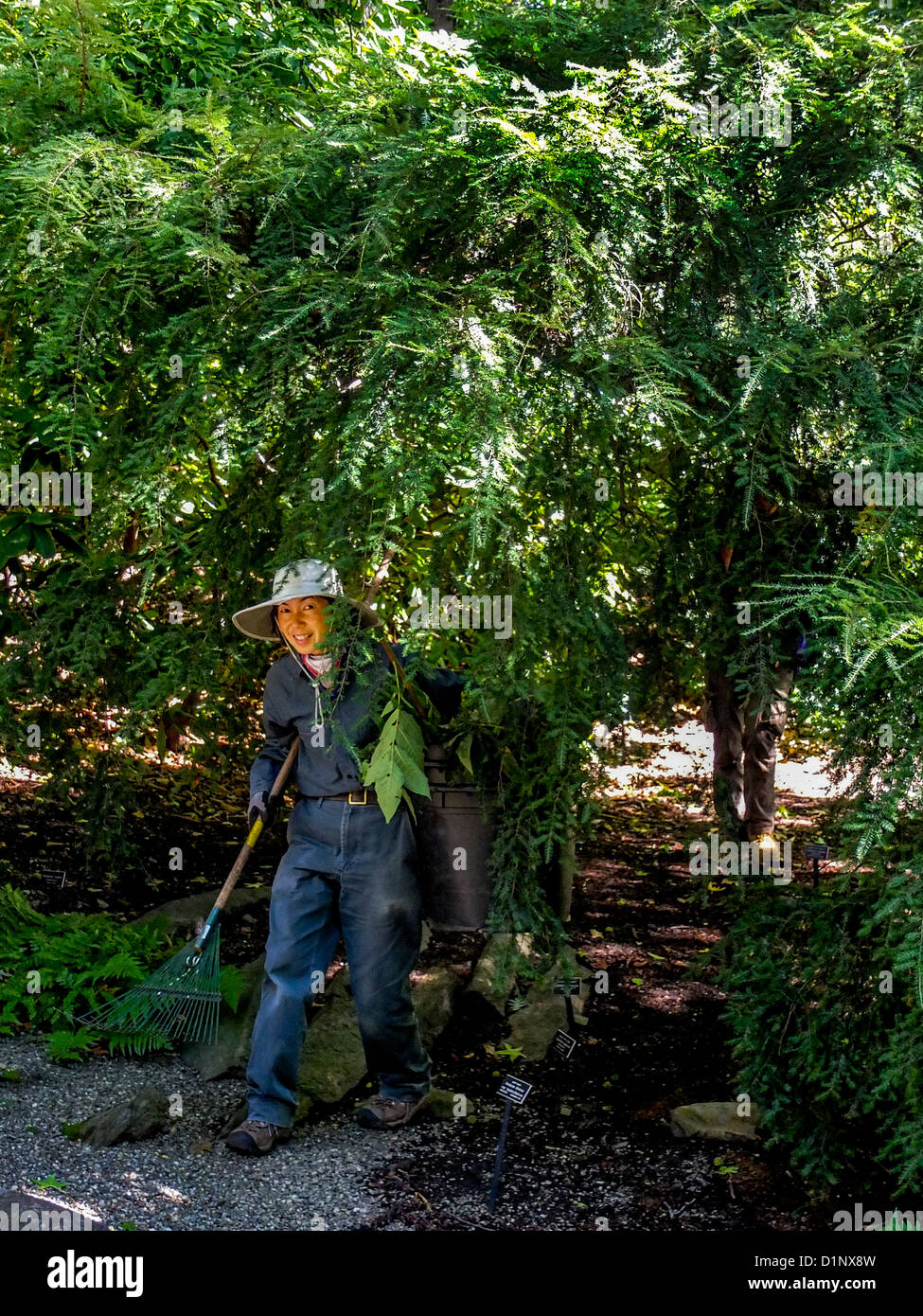 Portando un rastrello e indossando un cappello per il sole, un asiatico giardiniere lavora sotto un albero a New York Giardini Botanici del Bronx. Foto Stock