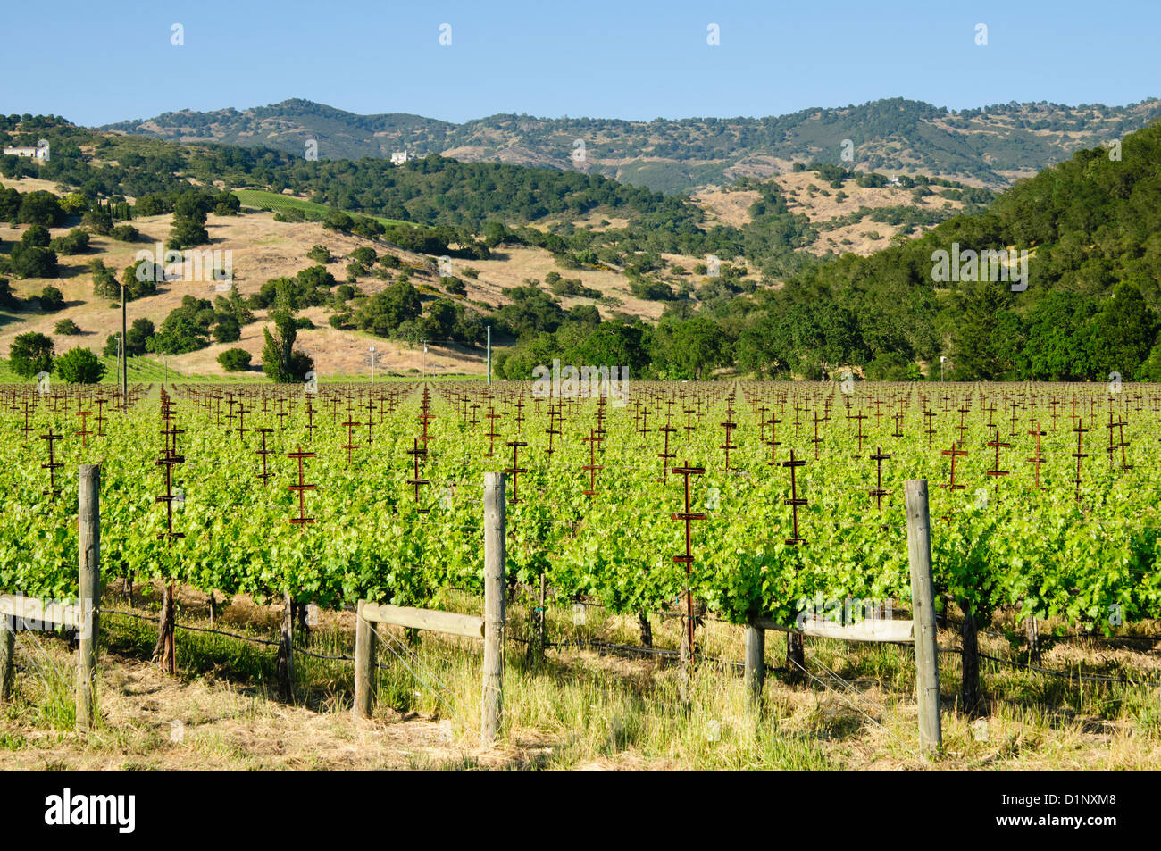 Sonoma Valley vineyard in primavera, California Foto Stock