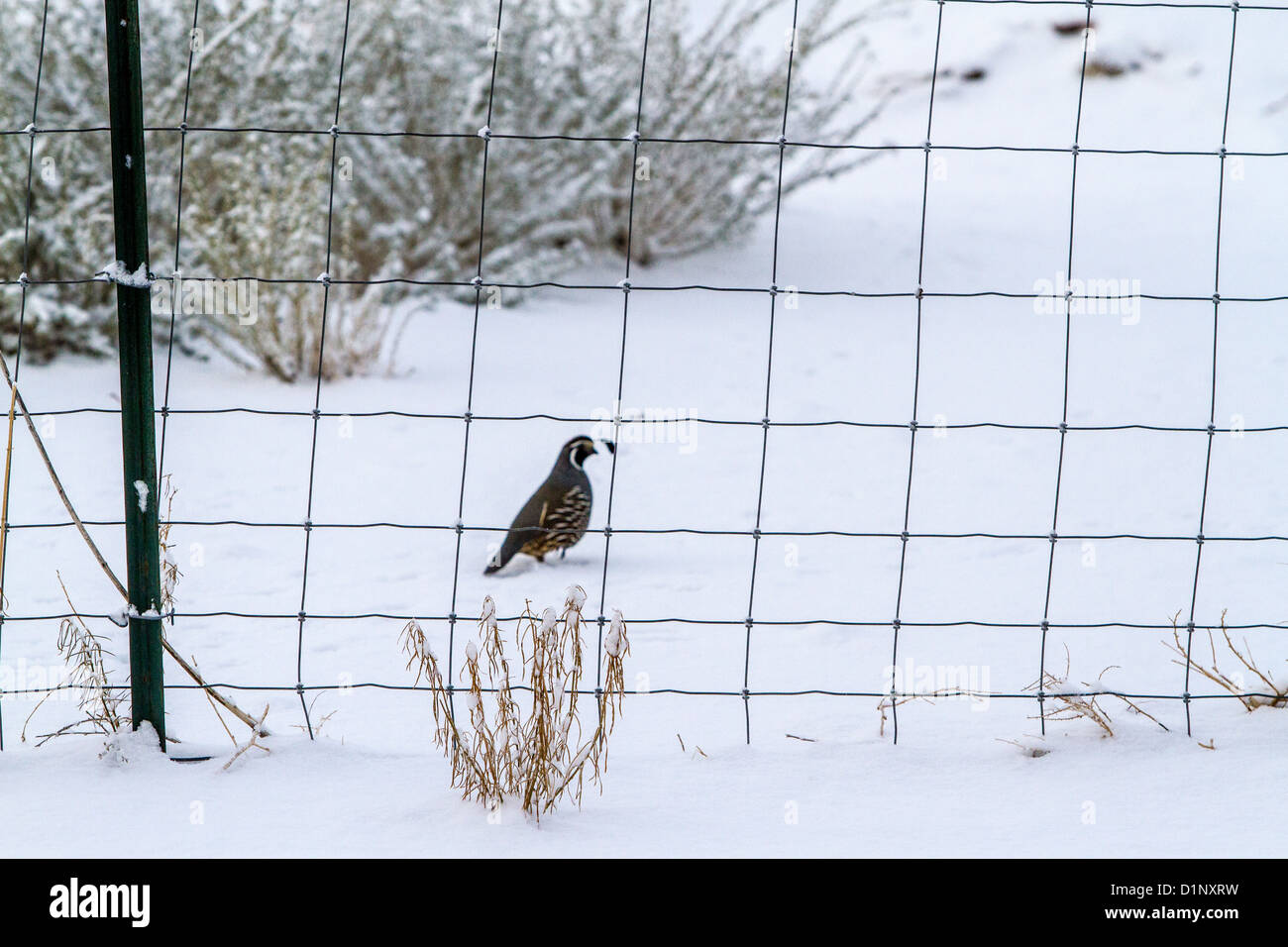 Un California Quaglia nella neve in Fernley Nevada inverno 2012 Foto Stock