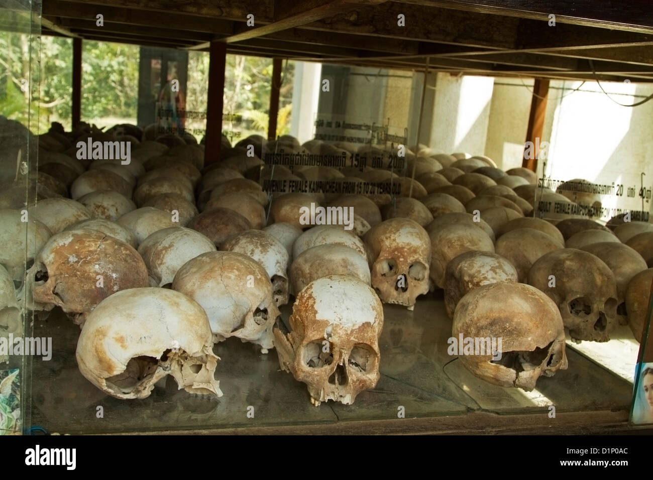 Teschi di giovani donne Khmer assassinati nei campi di sterminio di Choeung Ek, Phnom Penh, di Pol Pot dei Khmer Rossi. Foto Stock