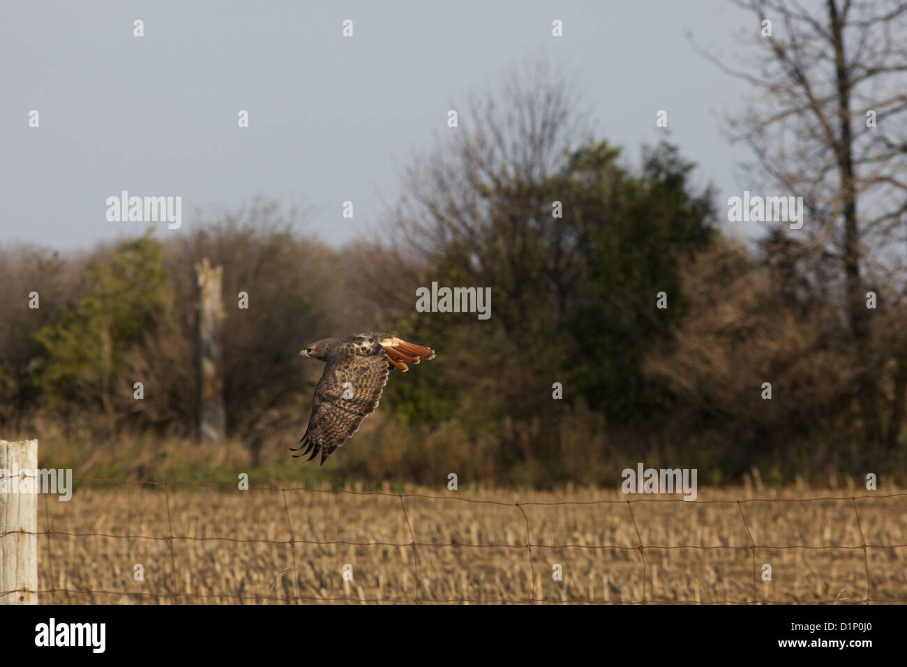 Luce di coda rossa hawk, rapaci, raptor Foto Stock