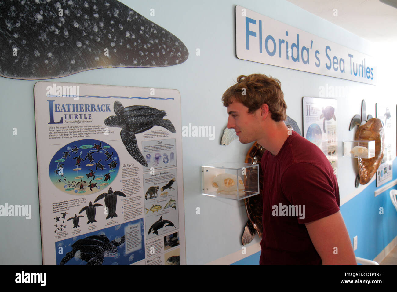 Florida Keys, US Highway Route 1 One, Overseas Highway, Vaca Key, Marathon, Sea Turtle Center, The Turtle Hospital, assistenza sanitaria, mostra collezione Foto Stock