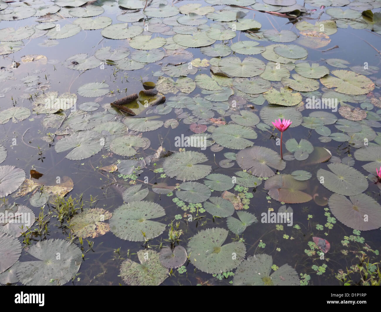 Foglia di loto galleggiante sul lago di acqua Foto Stock
