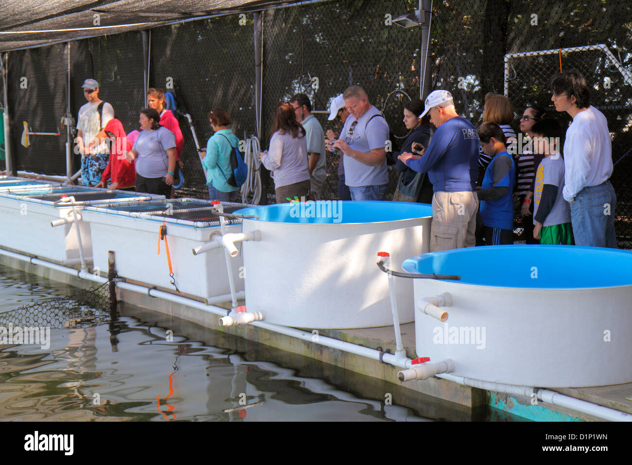 Florida Florida Florida Keys, US Highway Route 1 One, Overseas Highway, Vaca Key, Marathon, Sea Water Turtle Center, The Turtle Hospital, assistenza sanitaria, carri armati, ispanico L. Foto Stock