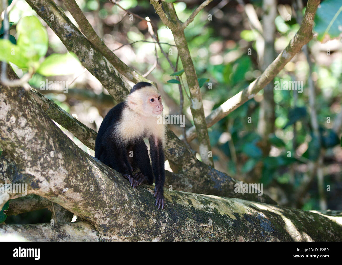 Wild White-Faced scimmia cappuccino nel Parco Nazionale di Manuel Antonio, Costa Rica Foto Stock