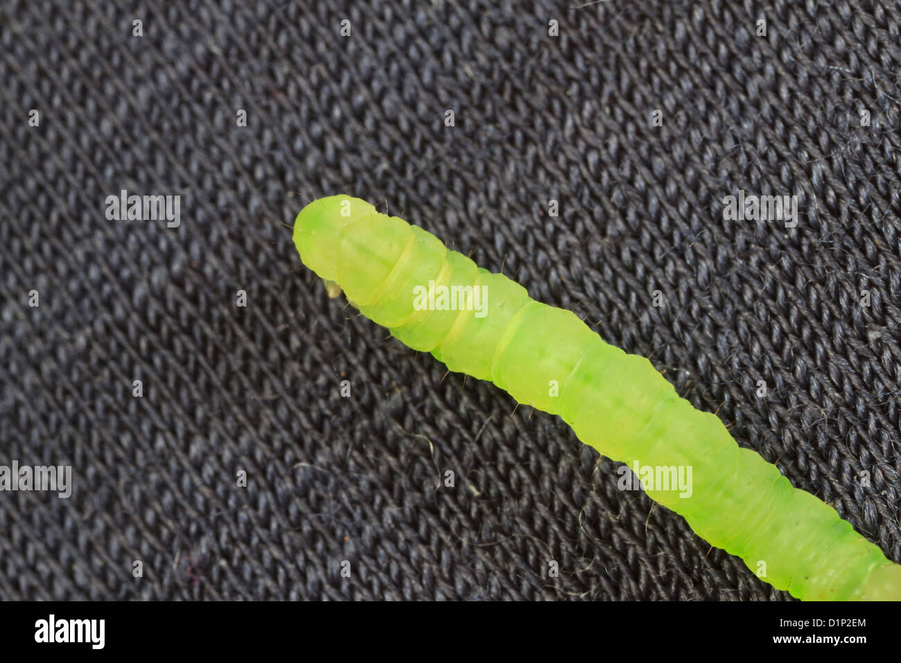 Piccolo, verde caterpillar sul panno. Foto Stock