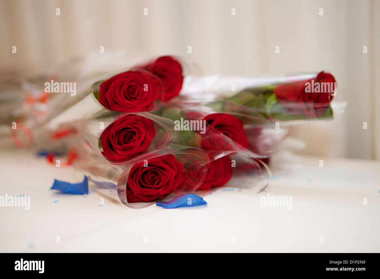 Deep Red Rose singola giacente sul tavolo Foto Stock