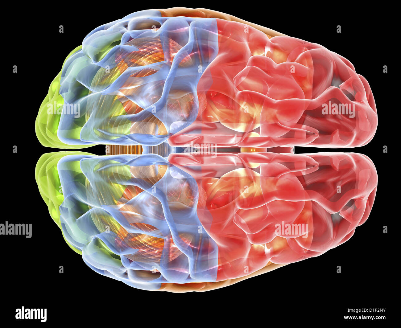 Cervello umano anatomia, artwork Foto Stock