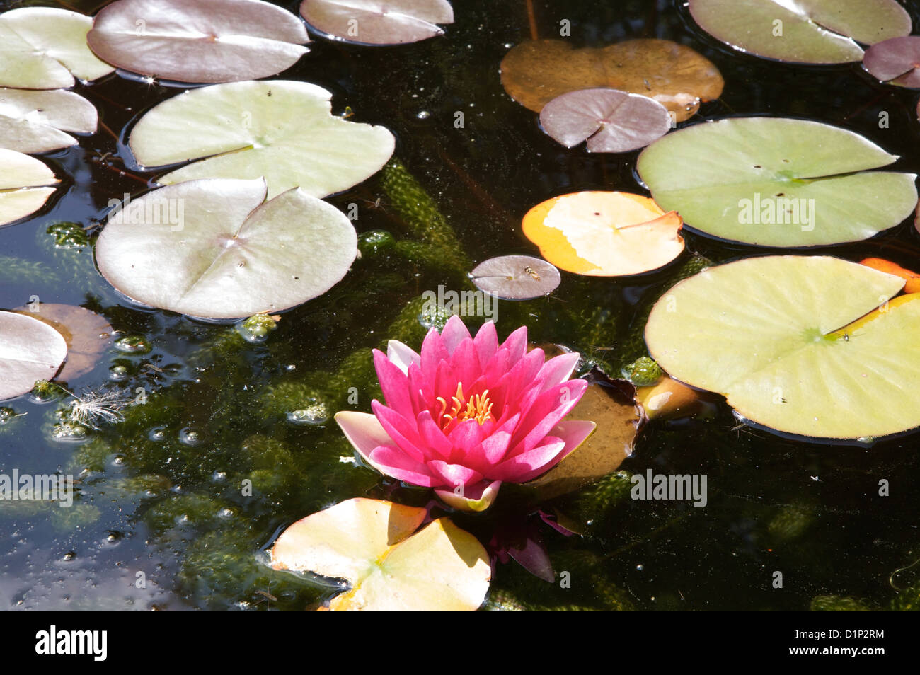 Lily Pond con lilys rosa Foto Stock