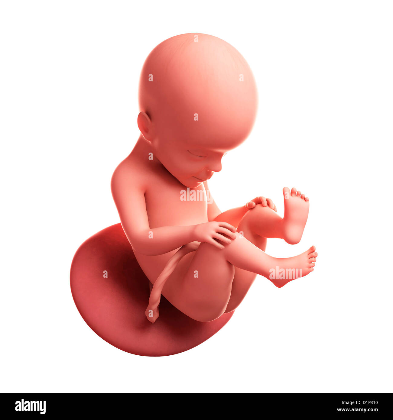 Feto a 27 settimane, artwork Foto Stock