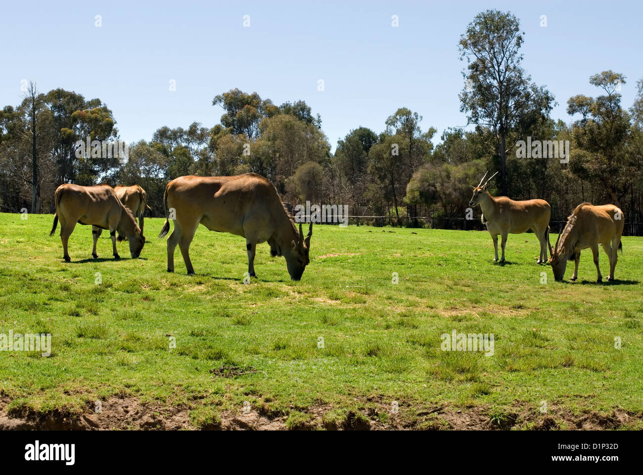 Common Eland pascolare in un prato di un australiano Zoo Foto Stock