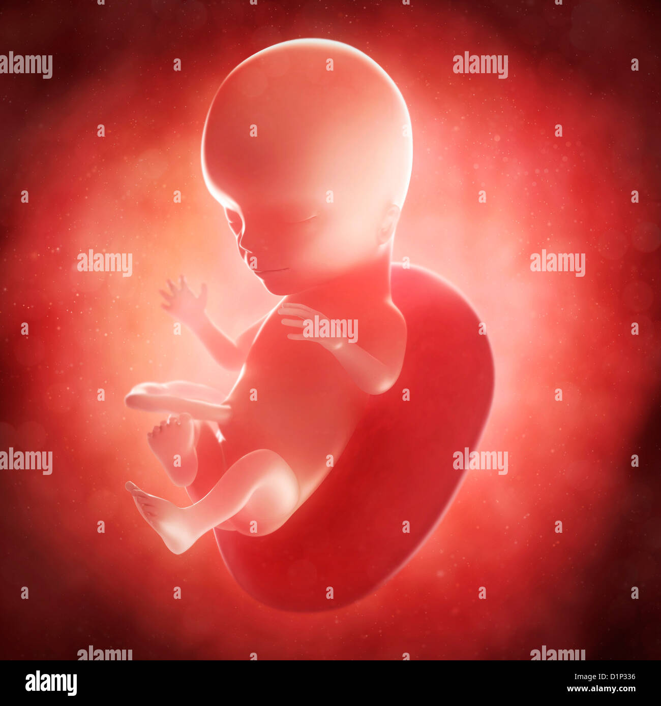 Feto A 15 Settimane Artwork Foto Stock Alamy
