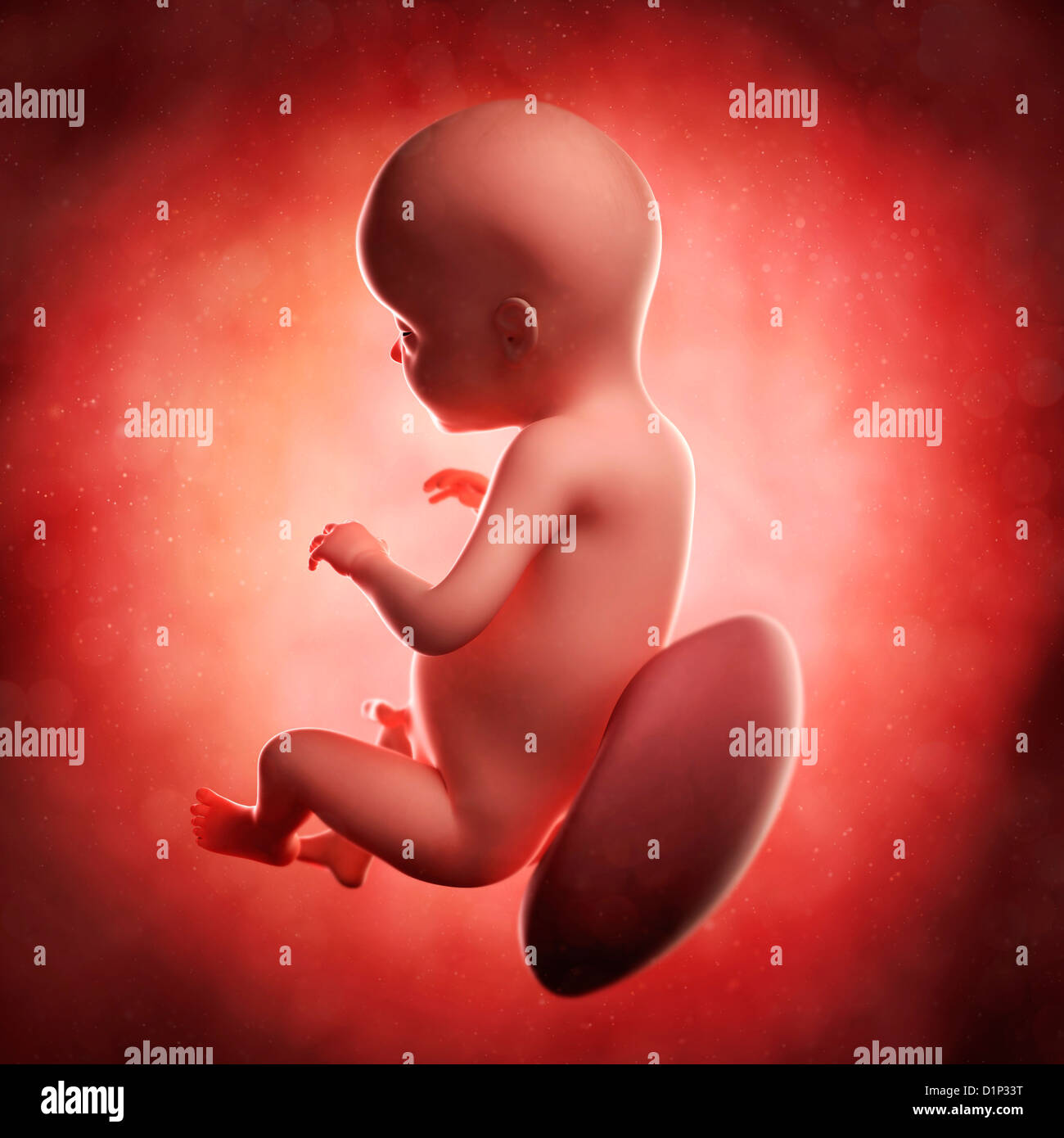 Feto A 28 Settimane Artwork Foto Stock Alamy