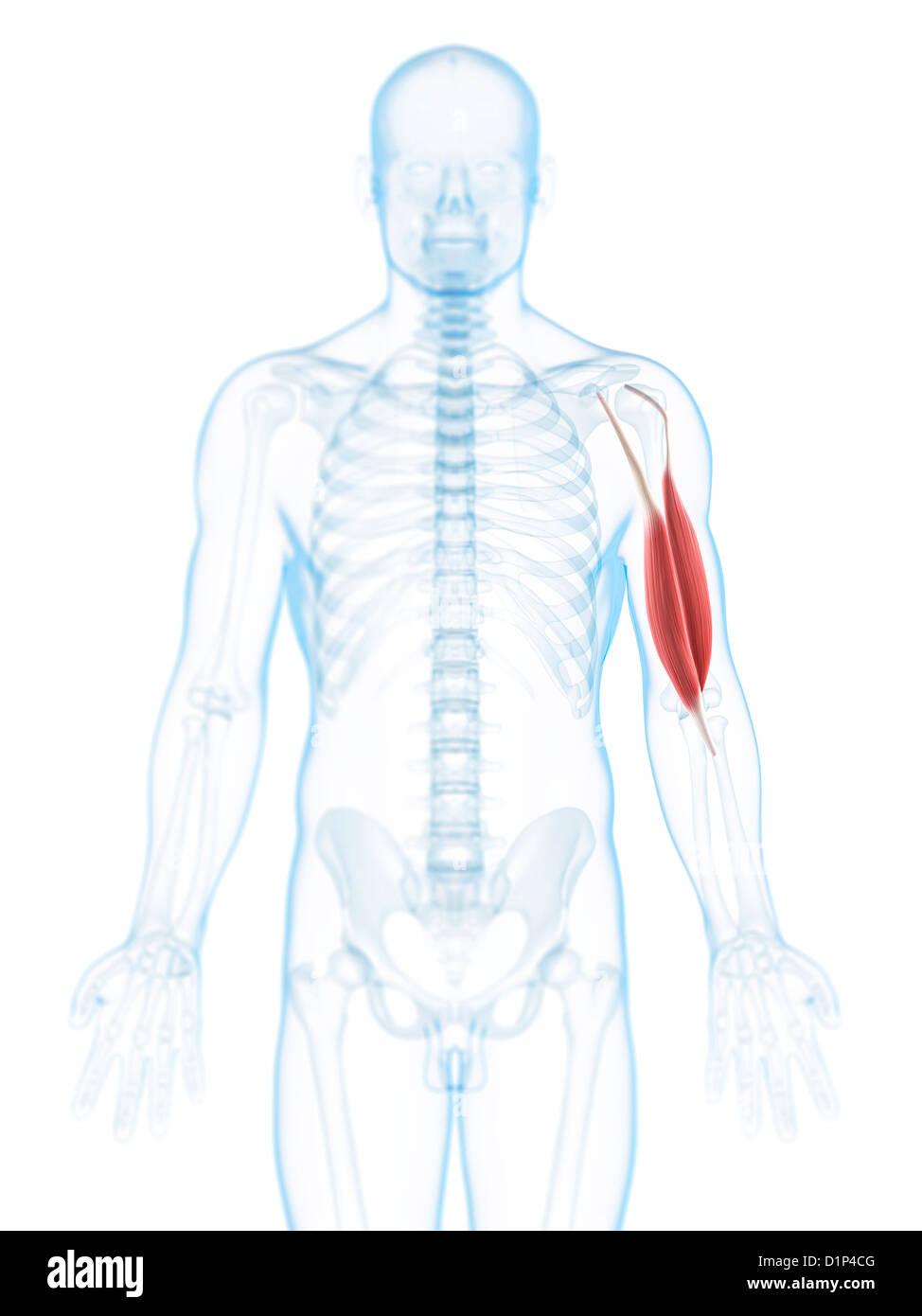 Muscolo del braccio immagini e fotografie stock ad alta risoluzione - Alamy