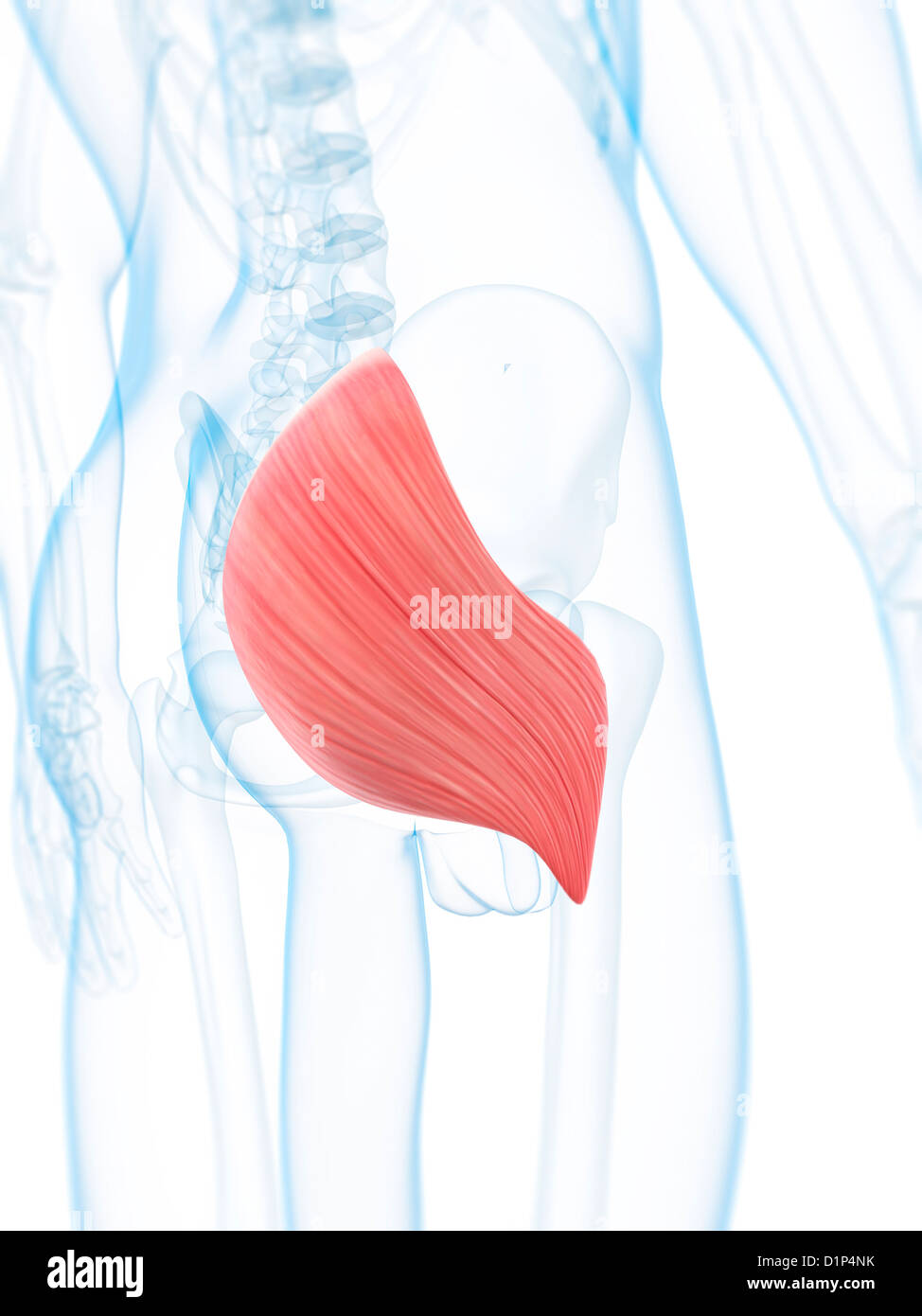 Muscolo gluteo, artwork Foto Stock