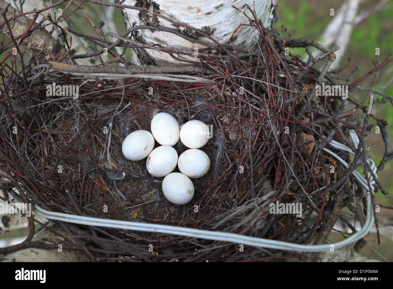 Asio otus, gufo comune. Il nido di un uccello con le uova in natura. Foto Stock