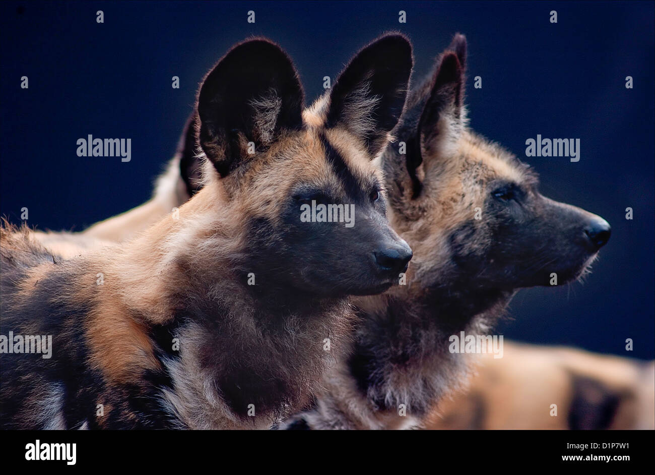 Lycaon pictus è un canide lo trovate solo in Africa, specialmente nelle savane e leggermente le superfici boschive. È variamente chiamato Afric Foto Stock