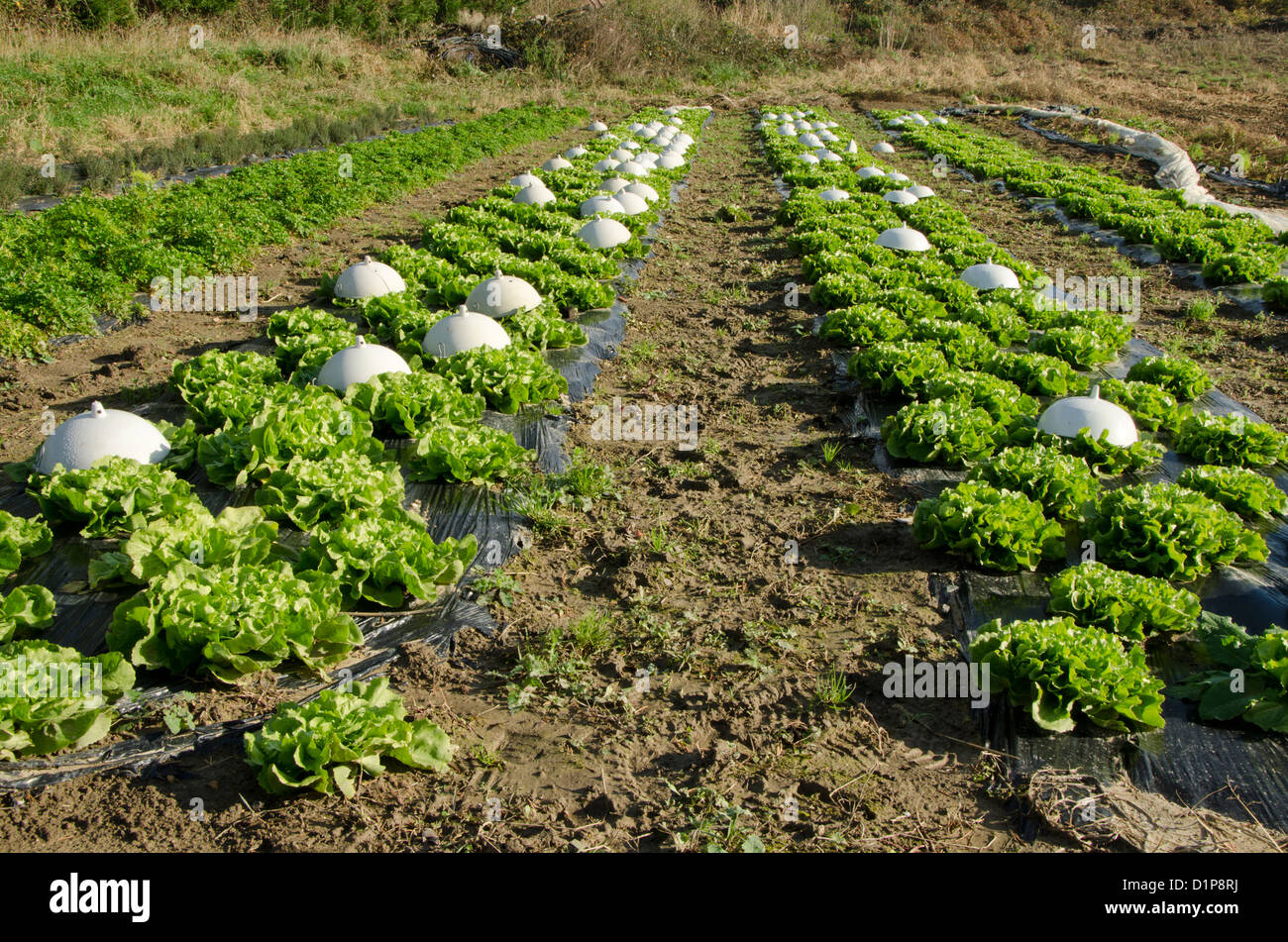Campo di lattuga, supportato dalla Comunità Agricoltura, Francia. Foto Stock