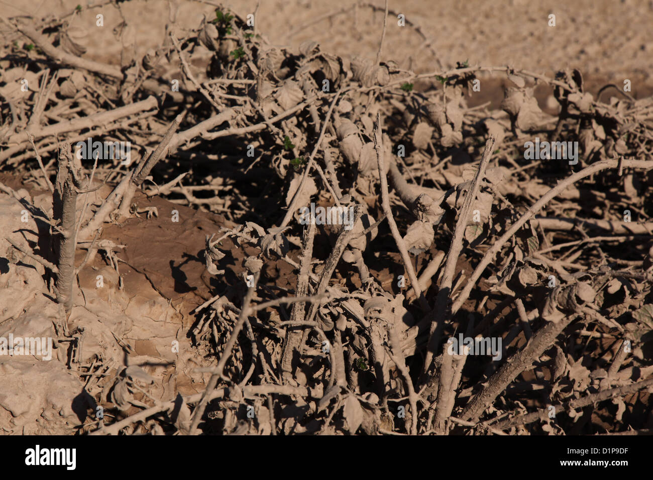 Pozza di fango con piante morte Foto Stock