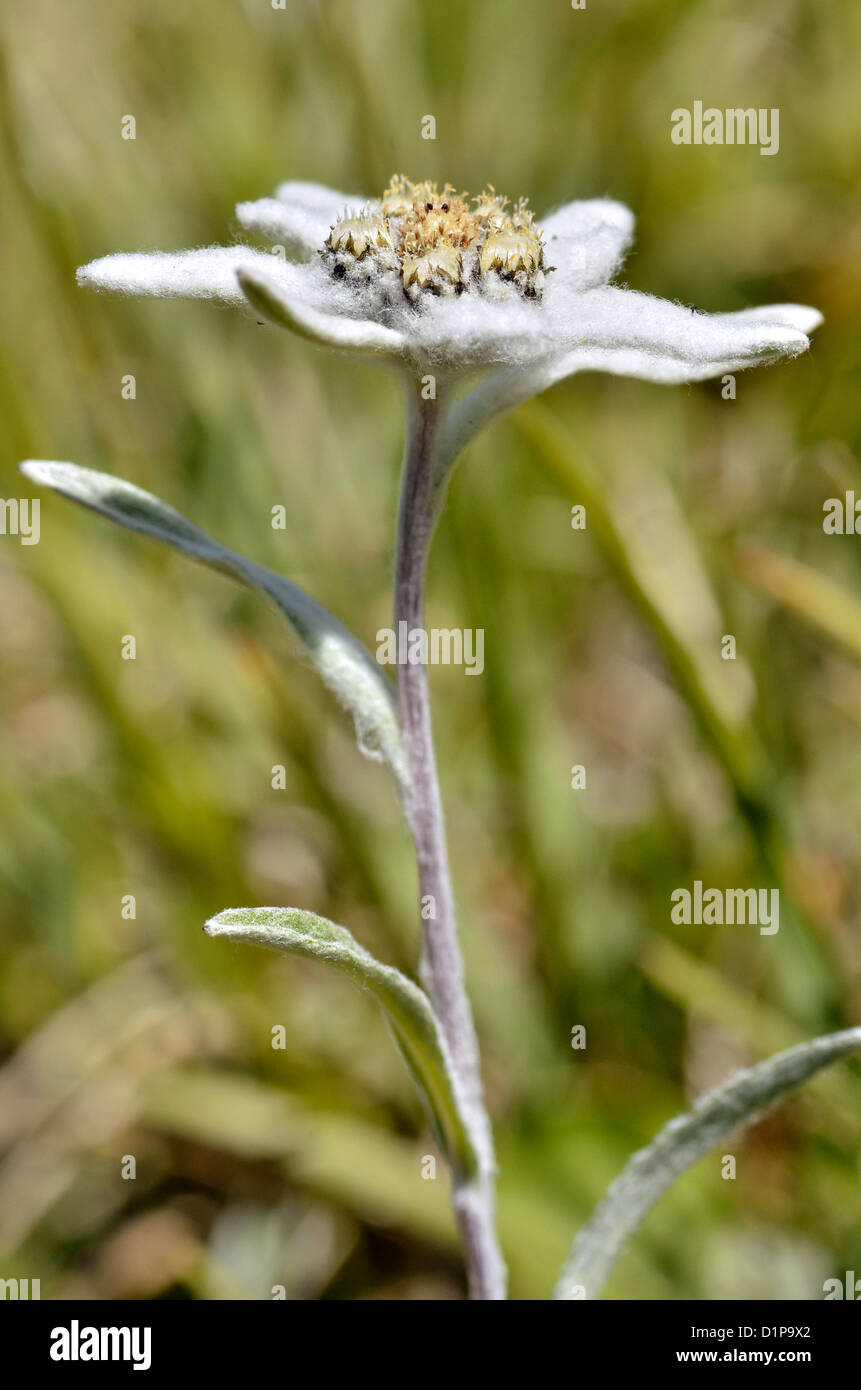 Edelweiss flower (Leontopodium alpinum) nelle Alpi francesi a La Plagne, dipartimento della Savoia. Foto Stock