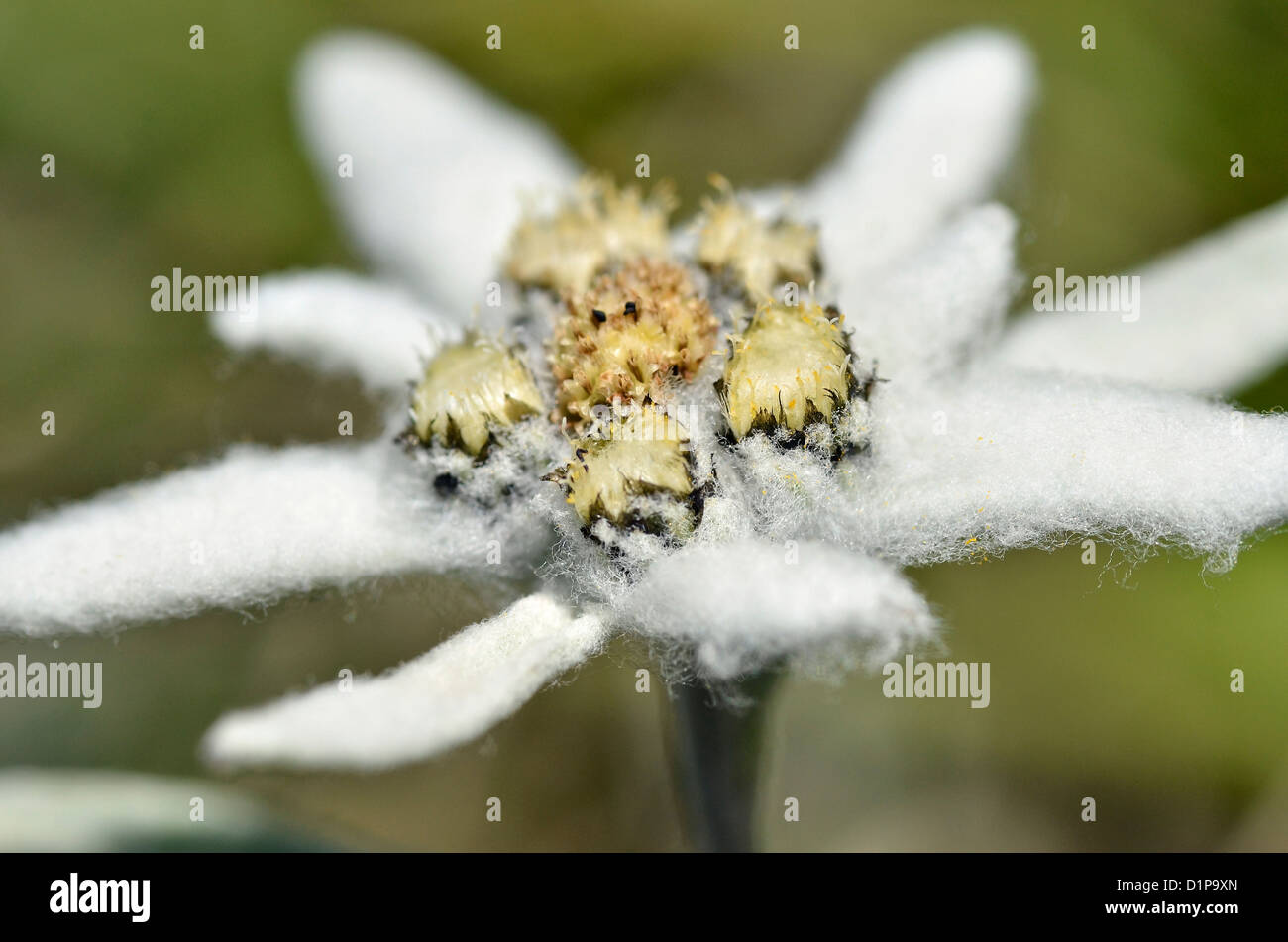 Macro di fiori edelweiss (Leontopodium alpinum) nelle Alpi francesi a La Plagne, dipartimento della Savoia. Foto Stock