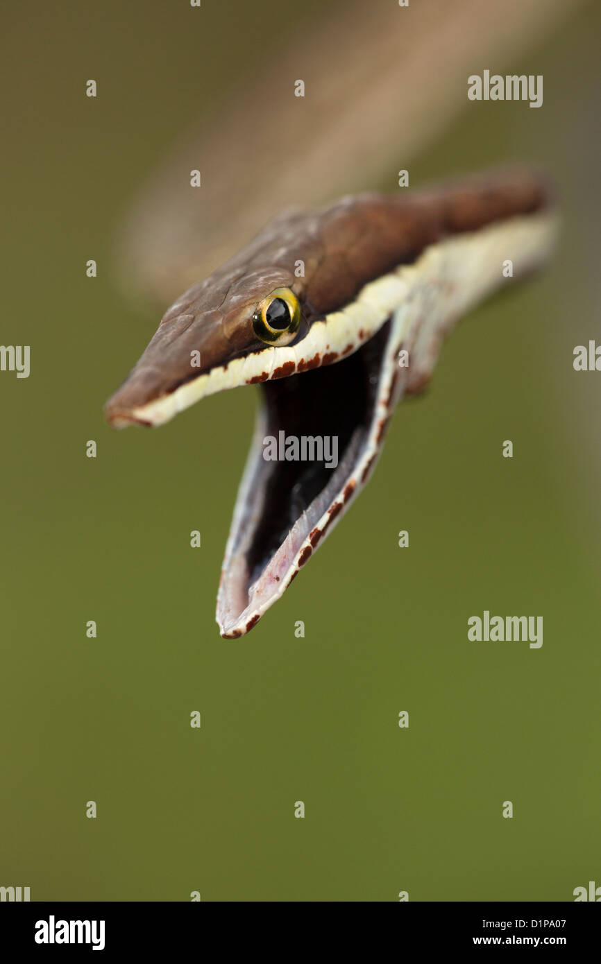 Vite marrone Snake Oxybelis aeneus Costa Rica posizione difensiva Foto Stock
