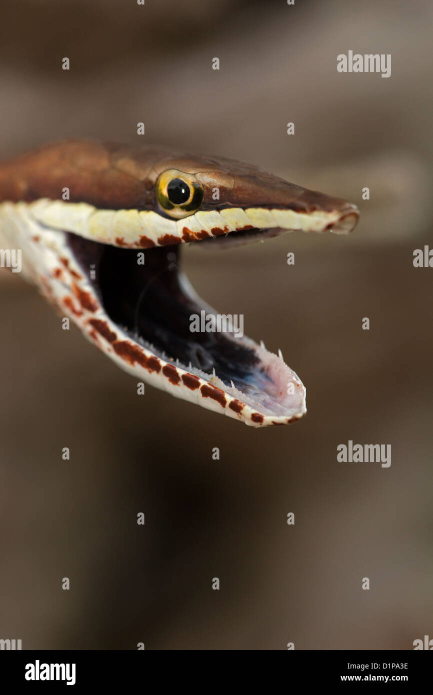 Vite marrone Snake Oxybelis aeneus Costa Rica posizione difensiva Foto Stock